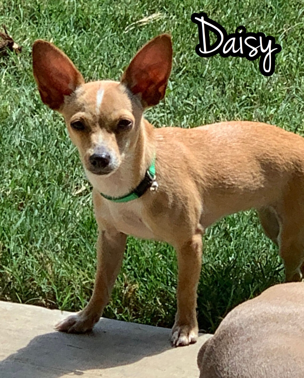 Daisy